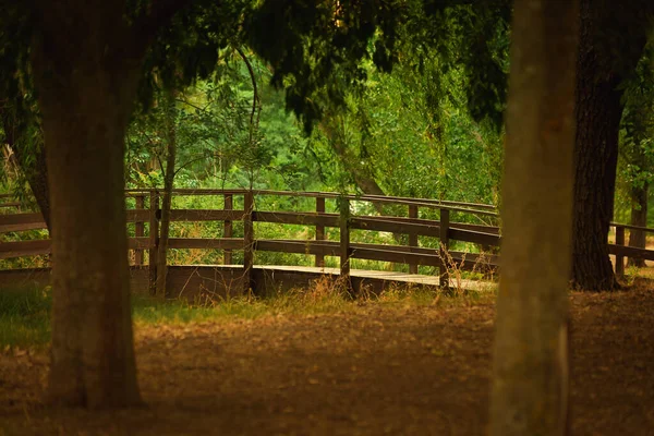 Tahta köprü orman yürüyüşü sonbaharda