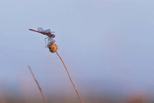 Uma Libélula Repousando Sobre Uma Planta — Fotografia de Stock