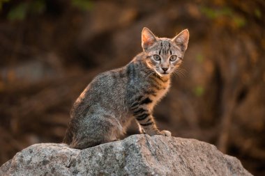Sokak kedisi ormanı doğa ortamı