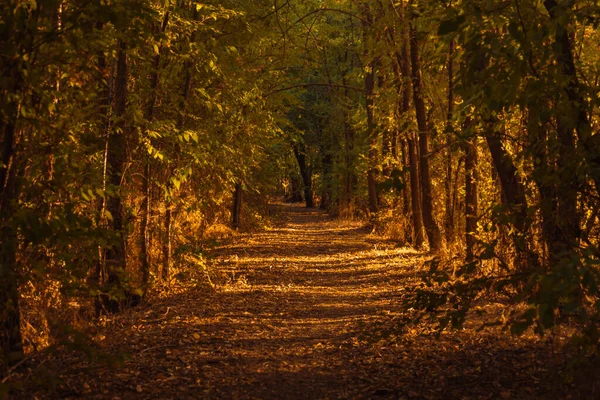 Orton Sentier Forestier Arbres Forestiers — Photo