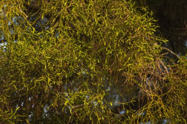 Vahşi ortamda ökseotu bitkisi