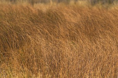 Yaz mevsiminde arka planda kalan bitkiler