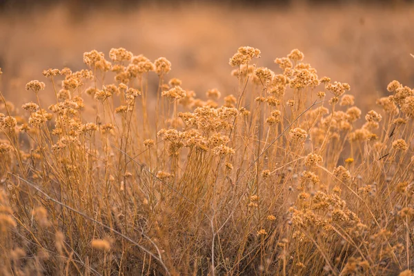 Hinterleuchtete Sommerbodenpflanzen Sommer — Stockfoto