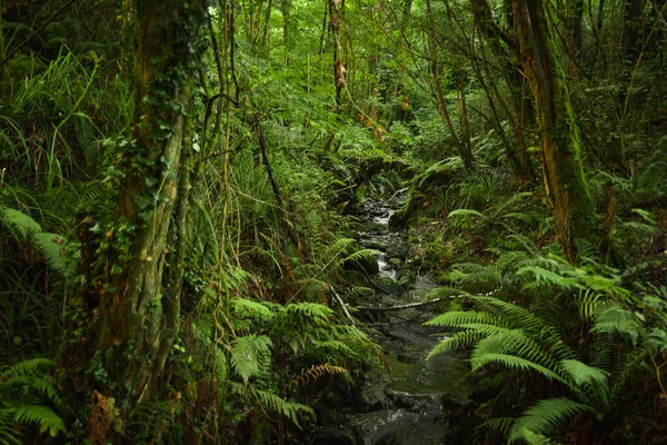 Asterias İspanya ormanlarında çağlayan