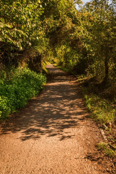 Track Way Nature Asturias Spain — Stock Photo, Image