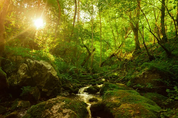 Kaskad Asturias Spanien Skog Stockbild