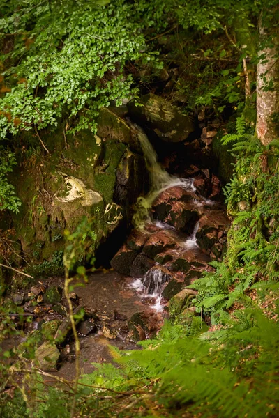 Asterias Spanya Ormanlarında Çağlayan — Stok fotoğraf