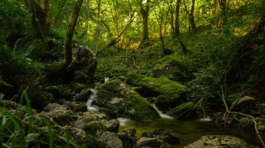 Asterias İspanya ormanlarında çağlayan