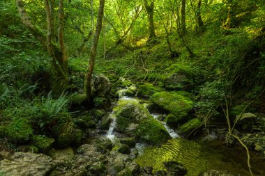 Asterias İspanya ormanlarında çağlayan