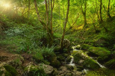 Asterias İspanya ormanlarında çağlayan