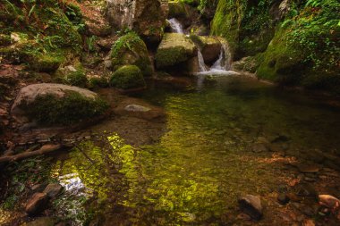 Asterias İspanya ormanlarında çağlayan