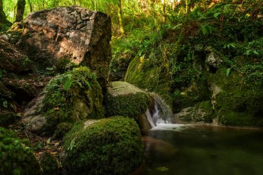 Asterias İspanya ormanlarında çağlayan