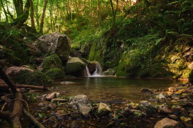 Asterias İspanya ormanlarında çağlayan