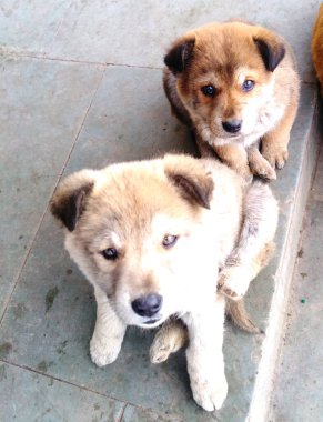 Şirin köpek yavruları, yaklaşın.