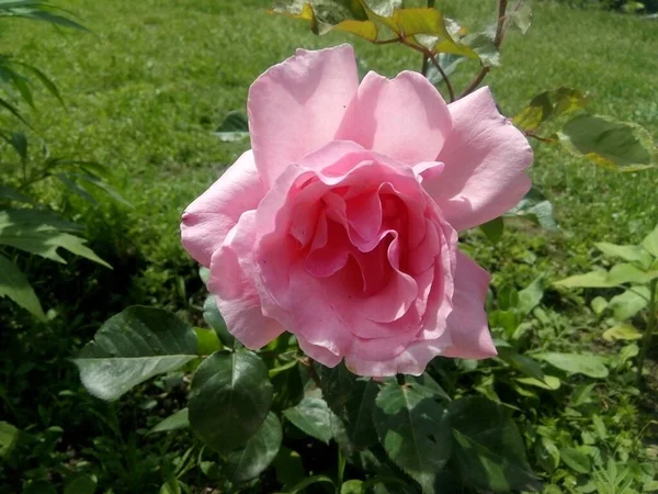 Una Rosa Rosa Cerca —  Fotos de Stock