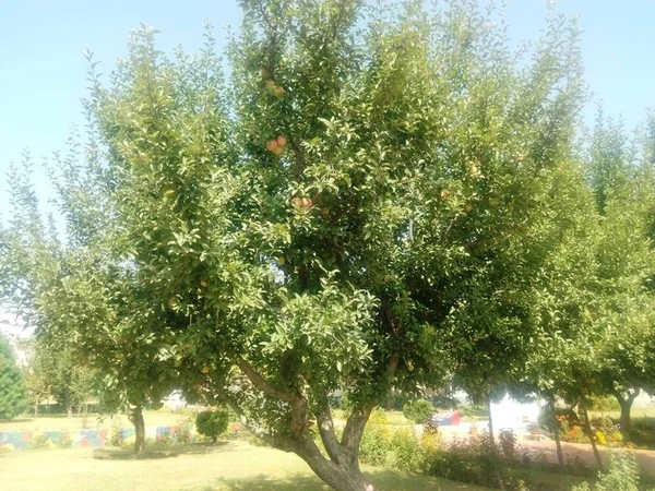 Een Appelboom Close Met Bloeiende Appels — Stockfoto