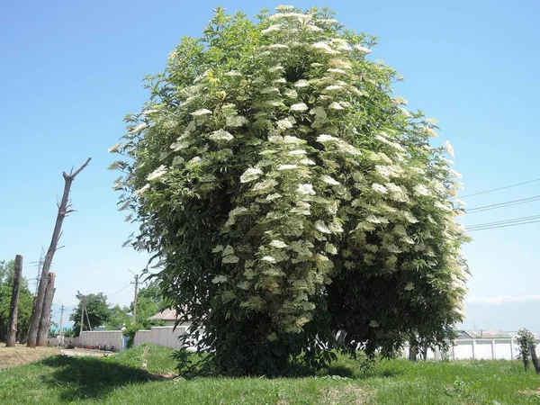 白花树靠拢 — 图库照片