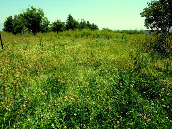 Green Grass Fields Flowers Beautiful Nature — Stock Photo, Image