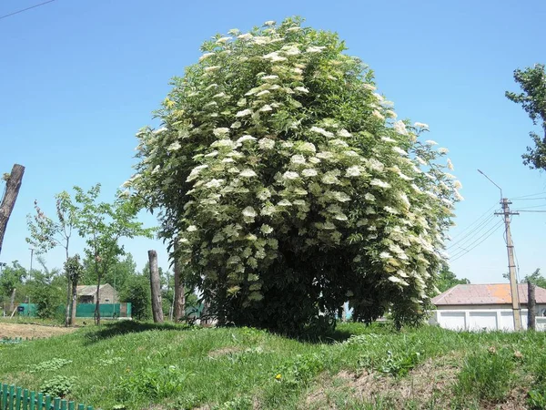 白花树景观 — 图库照片