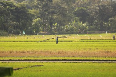 Rowo jombor rezervuarı, Klaten, Central Java, Endonezya.