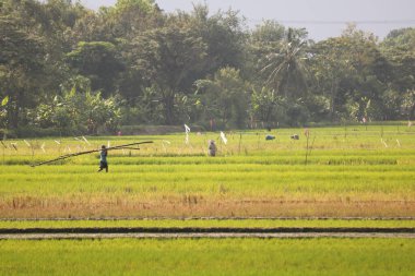 Rowo jombor rezervuarı, Klaten, Central Java, Endonezya.