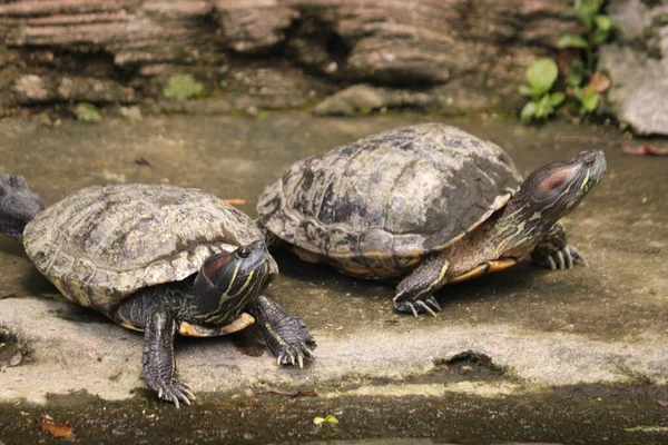Schildkröten Sind Reptilien Der Ordnung Testudines Die Durch Einen Speziellen — Stockfoto