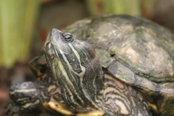 カメは 肋骨から発達した特別な骨や軟骨の殻を特徴とし 盾として機能する注文のテストディンの爬虫類です — ストック写真