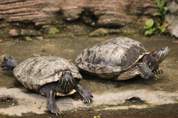 Schildpadden Zijn Reptielen Van Orde Testudines Gekenmerkt Door Een Speciale — Stockfoto