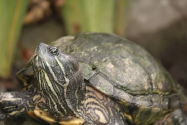 カメは 肋骨から発達した特別な骨や軟骨の殻を特徴とし 盾として機能する注文のテストディンの爬虫類です — ストック写真