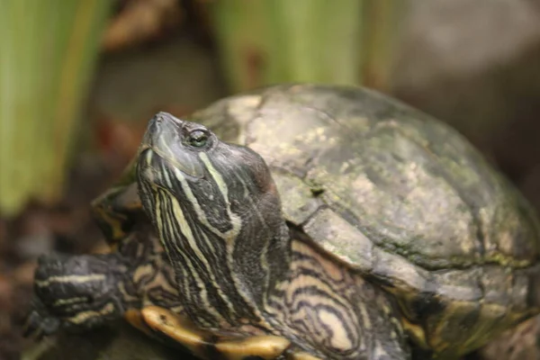 Schildpadden Zijn Reptielen Van Orde Testudines Gekenmerkt Door Een Speciale — Stockfoto