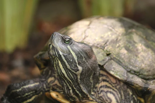 Las Tortugas Son Reptiles Del Orden Testudines Caracterizados Por Una — Foto de Stock