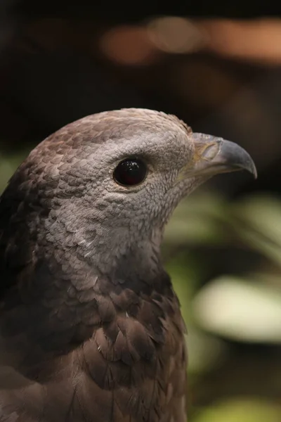 Aigle Est Des Animaux Trouvés Dans Toute Indonésie — Photo