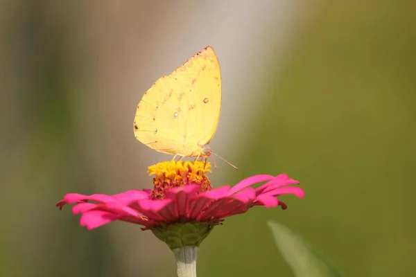 Çiçeğe tünemiş bir kelebek..