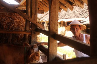 19 Ocak 2020, Bantul, Endonezya: bir adam gün boyunca ot arıyor.