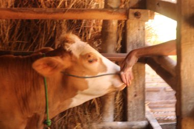 19 Ocak 2020, Bantul, Endonezya: bir adam gün boyunca ot arıyor.