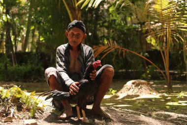 19 Ocak 2020, Bantul, Endonezya: Büyükbabalar ve torunlar gün boyunca horozlara bakıyorlar.