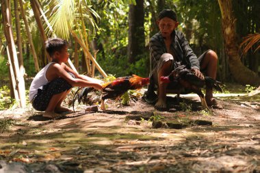 19 Ocak 2020, Bantul, Endonezya: Büyükbabalar ve torunlar gün boyunca horozlara bakıyorlar.