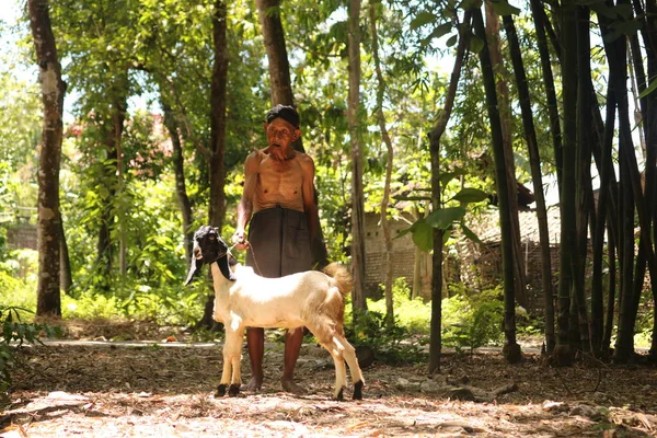 January 2020 Bantul Indonesia Grandfather Takes Care Goat Day — Stock Photo, Image