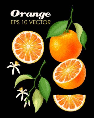 Collection of oranges clipart