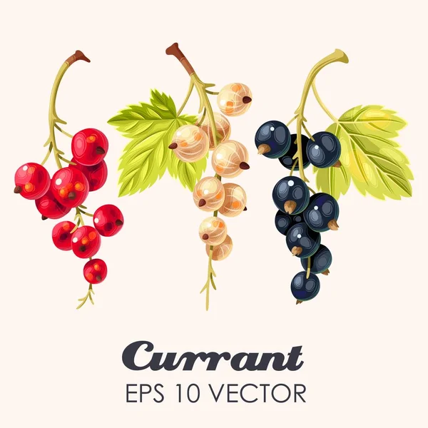 Векторный набор высокоурожайных ягод смородины — стоковый вектор
