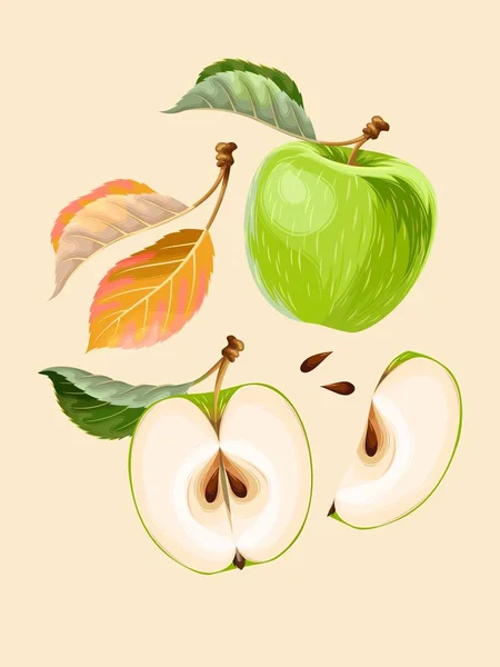 Vector set of apple fruits and leaves — Stock Vector