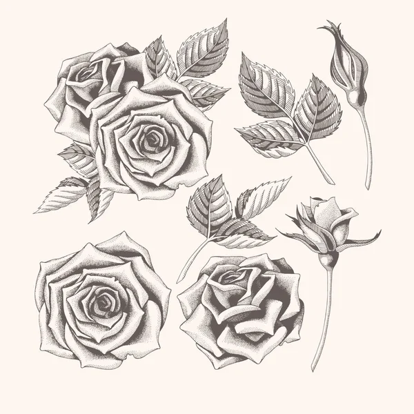 Illustration vectorielle de rose dessinée à la main avec des feuilles — Image vectorielle