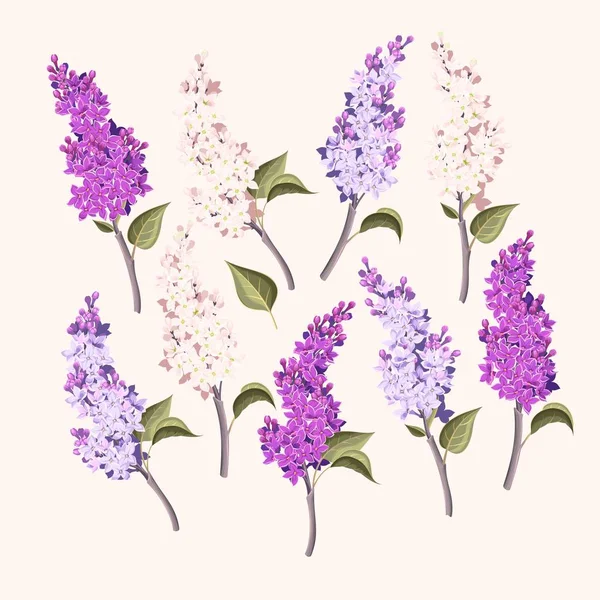 Vector set of branches of purple and white lilac — Stock Vector