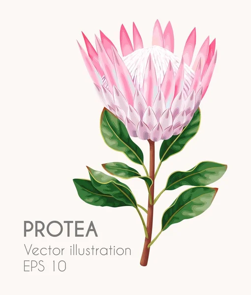 Vektor illustration av hög detaljerad protea blomma — Stock vektor