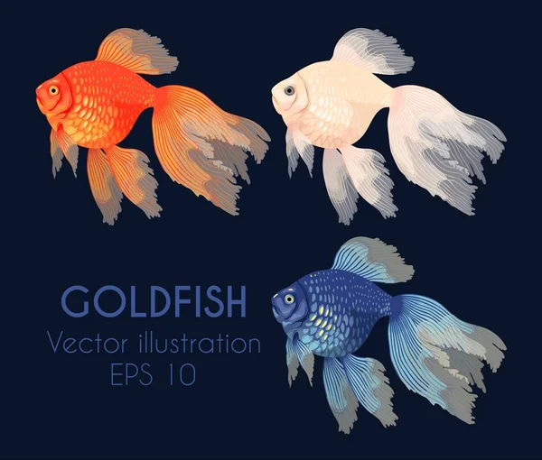 Vektorová ilustrace vysoce podrobných zlatých ryb — Stockový vektor