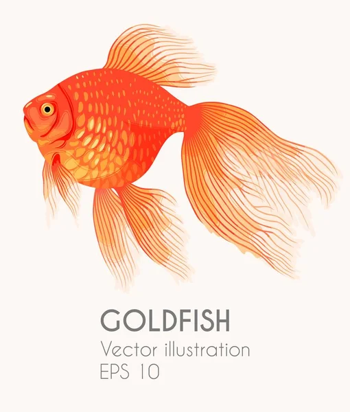 Vector illustration of high detailed gold fish — Stock Vector