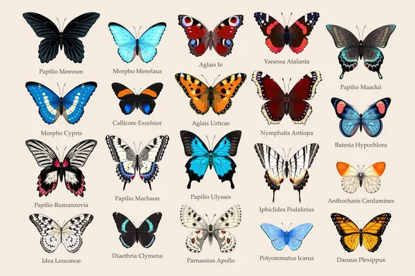Великий векторний набір високо деталізованих метеликів — стоковий вектор