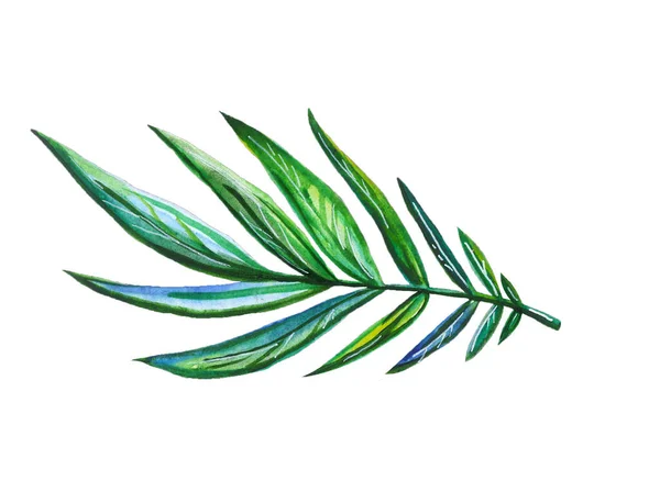 Palm Green Leaf Color Element Watercolor — Stock Photo, Image