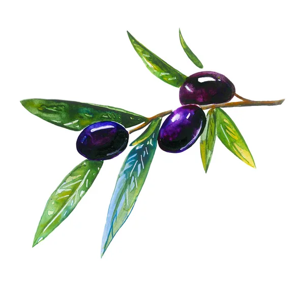 Branch Black Olives Color Element Watercolor — Stock Photo, Image