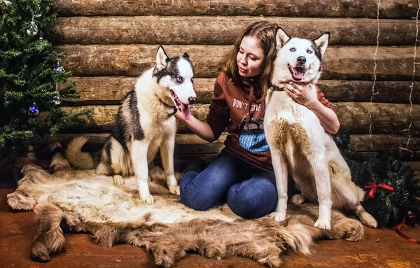 Uma Menina Dois Cães Husky Sentam Lado Uma Árvore Natal — Fotografia de Stock